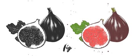 Premium Vector | Hand drawn sketch of fresh figs