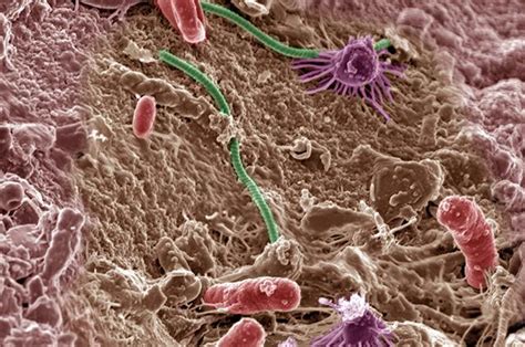 Microbiomes essential to healthy soils may adapt poorly to changing ...