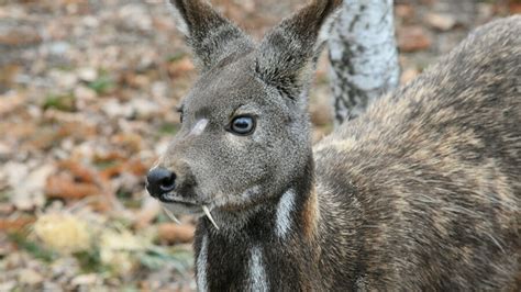 The Siberian Musk Deer | Critter Science