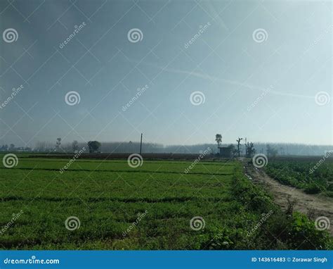 Green fields of Punjab stock image. Image of fields - 143616483