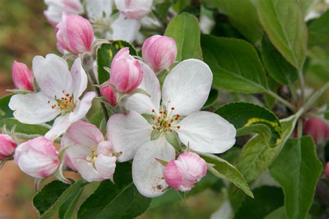 Free Wallpapers: Apple Blossom Wallpapers