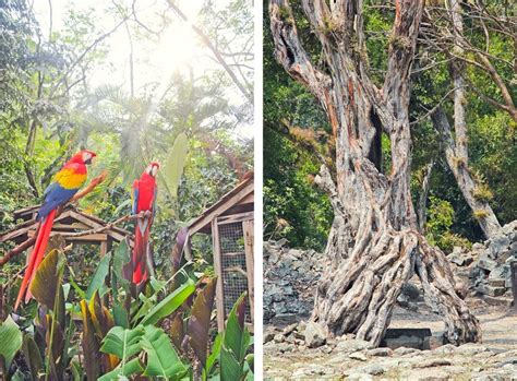 Macaw Mountain and Copan Ruins, Honduras | Mayan ruins, Copan, Ruins