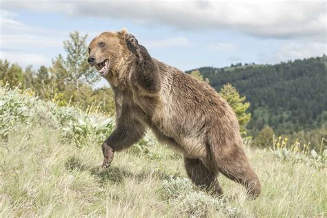 Watch This Grizzly Bear Dominate a Massive Elk in the Middle of a River ...