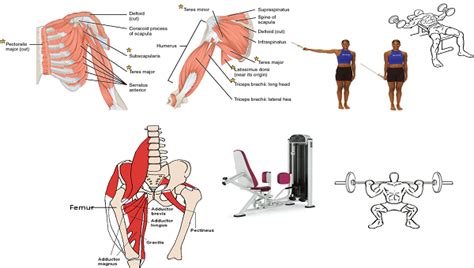 Adduction Definition & Examples - Lesson | Study.com