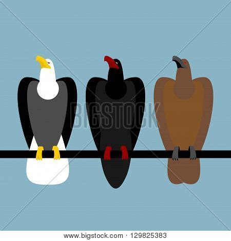 Set Eagles Birds Prey Vector & Photo (Free Trial) | Bigstock