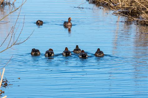 Get your ducks in a row… – Greensworld photos