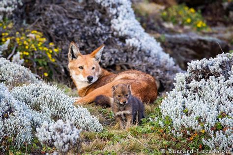 Ethiopian Wolf Project - Will Burrard-Lucas Blog