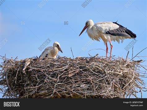 Stork Nest On Blue Sky Image & Photo (Free Trial) | Bigstock