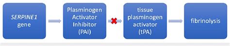 Schematic flow chart illustrating the role of plasminogen activator... | Download Scientific Diagram