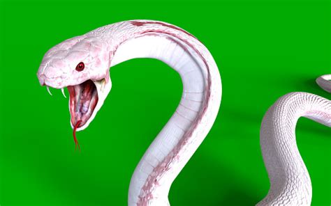 Albino King Cobra Snake Stock Photo - Download Image Now - iStock