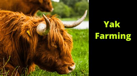 Yak Farming - Here's How - Farm Animal report | Yak, Farm, Animal report