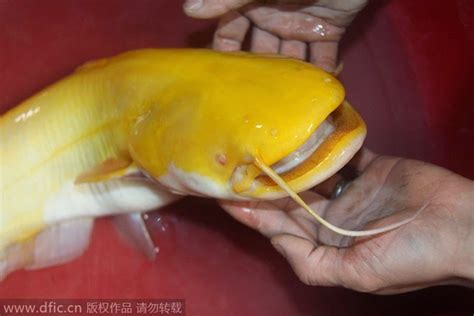 Yellow catfish rare appearance in China ~ LOVE NATURE 24H