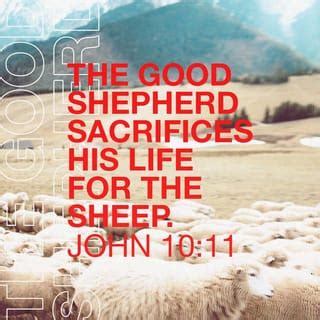 John 10:11-17 “I am the good shepherd. The good shepherd lays down his life for the sheep. The ...