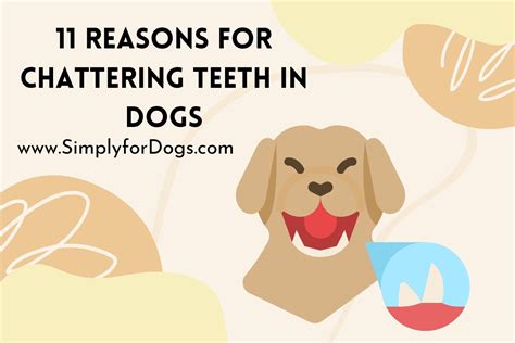 Chattering Teeth Dogs - Simply For Dogs