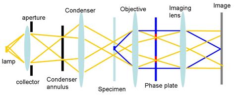 Phase contrast microscope – Ansys Optics