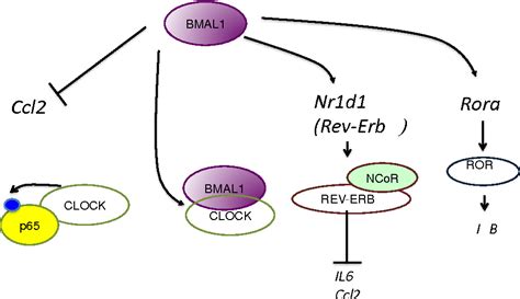 Figure 3 from Circadian clock proteins and immunity. | Semantic Scholar