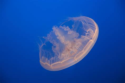 Moon Jellyfish: The Immortal Jellyfish - Ocean Info