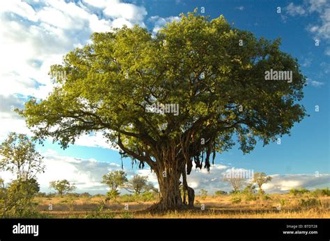 Large fig tree in a savanna setting Stock Photo - Alamy