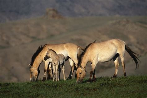 10 Quirky Animals of the Steppe