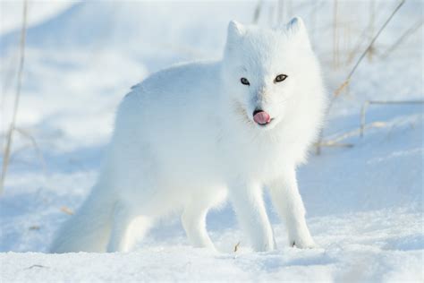 Arctic Fox Wallpapers Images Photos Pictures Backgrounds