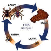 Tick Chemical Control & Insecticide Products | MGK®