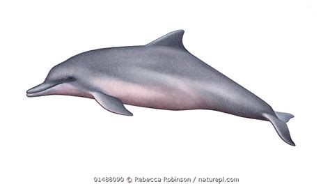 Stock photo of Illustration of a Guiana dolphin (Sotalia guianensis).. Available for sale on www ...