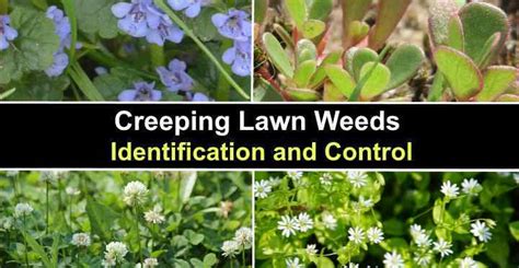 16 Creeping Lawn Weeds: Identification and Control (With Pictures)