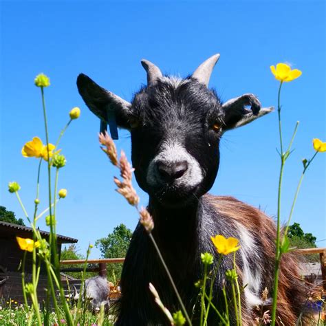 Lunch with a pygmy goat — Nonnington Farm