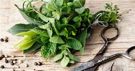 Herbs to Treat Gout: How to Use Herbs to Improve Health If You Have Gout