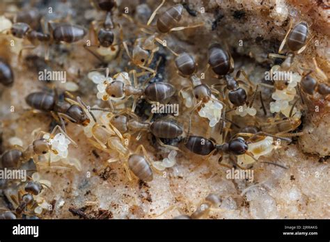 Odorous House Ants (Tapinoma sessile) relocate, eggs, larvae an pupae in a disturbed nest Stock ...