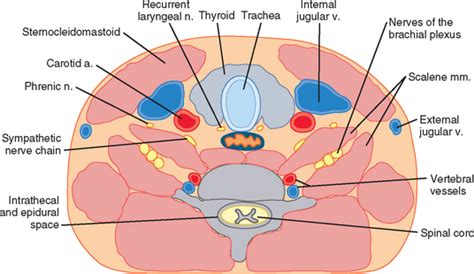 Anesthesia for Shoulder Procedures | Musculoskeletal Key