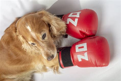 Funny Animal Boxing Stock Photos - Download 177 Royalty Free Photos