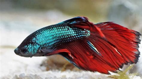 Peixe betta dorme? É possível ver seu peixe cochilando?