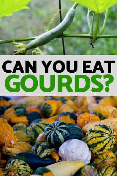 Can You Eat Gourds? (or Should They Stay Decoration-Only?)