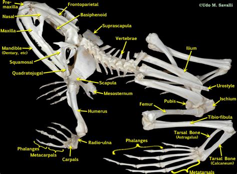 BIO370-Frog Skeleton