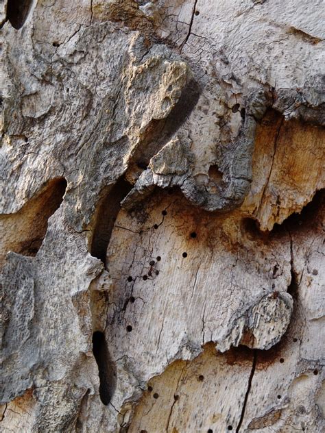 Free Images : tree, nature, branch, structure, wood, grain, texture ...