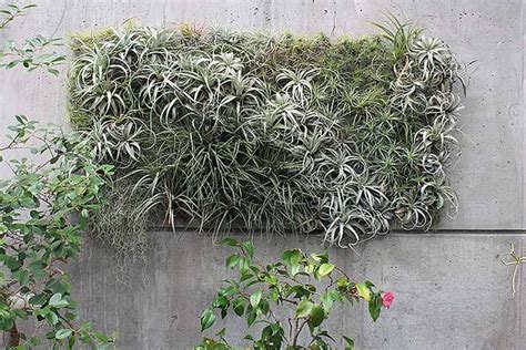 Grow Indoor Air Plants for Living Wall Art | Gardener's Path | Air ...