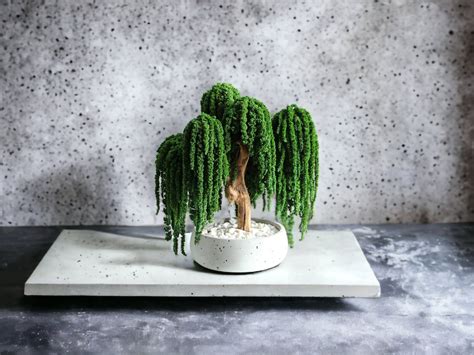 Weeping Willow Bonsai Tree, Indoor Bonsai Tree - Etsy