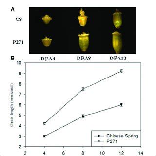 Grain development of wheat cultivars Chinese Spring (CS) and P271. (A ...