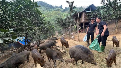 Jhony sells wild boar breeds to indigenous people - YouTube