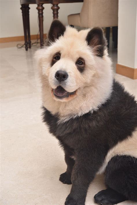 Photos: Chow Chow pups bear uncanny resemblance to panda breed | KOMO