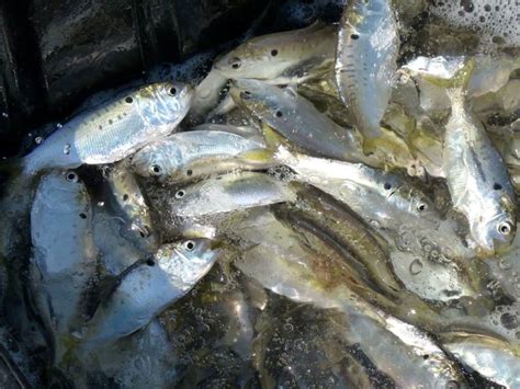 Menhaden Industry Leader Says It Will Exceed Bay Catch Limit ...