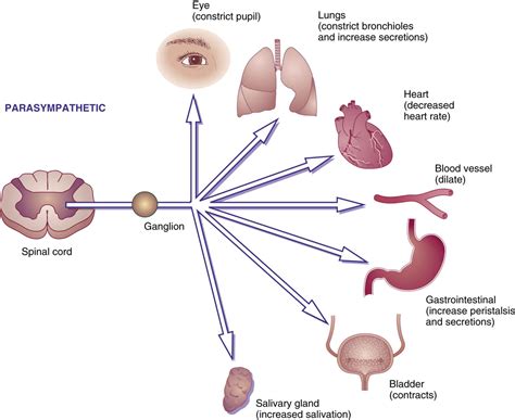 Cholinergic Agonists Produce Which of the Following Physiologic Effects - ElviskruwGates