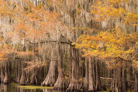 Autumn colors of bald cypress forest | Caddo Lake in Texas | Tree | Forest, Lake | Pictures ...