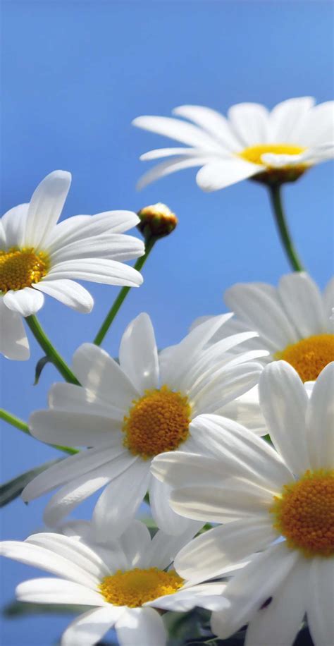 Daisies Wallpaper - Wallpaper Sun