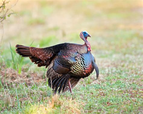 Open Season | The Osceola Gobbler | Fay Ranches