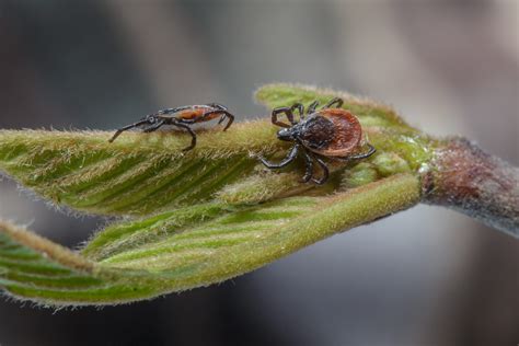 Tickborne diseases: A growing health problem in the U.S.