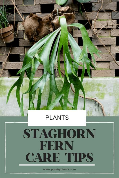 Staghorn Fern Care & Growing Tips - Paisley Plants