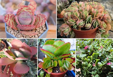 monde paix unité kalanchoe succulente suffisant radar sauge