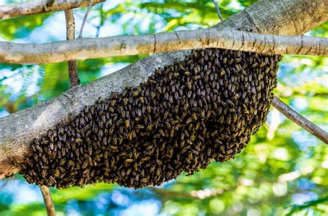 What to Do After Catching a Swarm of Bees